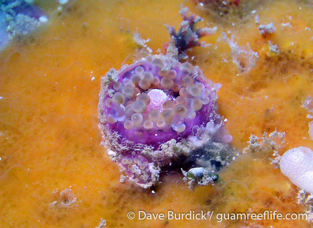 Actiniarians Guamreeflife Actiniarians Guamreeflife