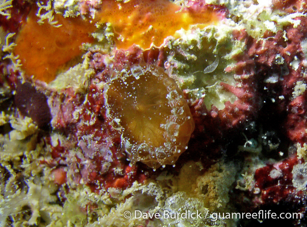 Actiniarians Guamreeflife Actiniarians Guamreeflife