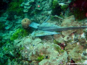 Anchor from commercial dive boat on a reef in Apra Harbor, Guam