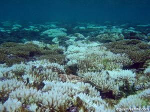 Bleaching of mainly acroporid corals