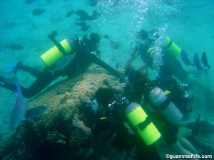 A dive guide instructing clients to grab coral colony