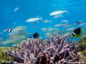 Fish swimming above coral