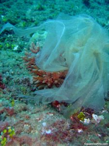 Plastic wrapped around an Acropora sp