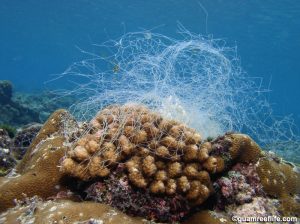 net on Pocillopora