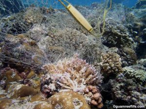 net on Acropora