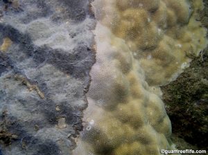 Terpios Porites