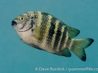 Abudefduf septemfasciatus