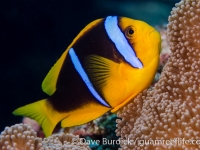 Amphiprion cf. chrysopterus