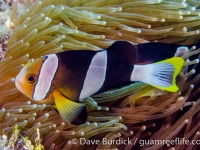 Amphiprion clarkii