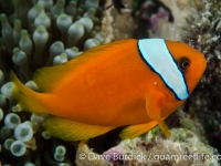 Amphiprion frenatus