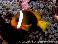 Amphiprion melanopus