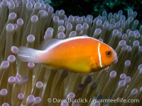 Amphiprion perideraion