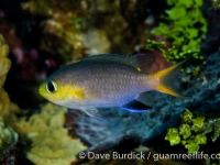 Chromis acares