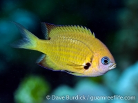 Chromis agilis