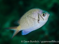 Chromis alpha