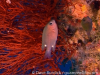 Chromis elerae