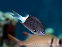 Chromis margaritifer