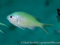 Chromis viridis