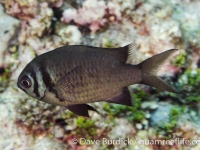 Chromis xanthura