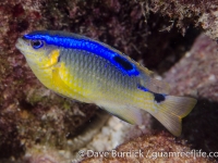 Chrysiptera brownriggii (blue phase)