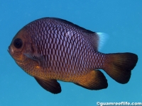 Dascyllus trimaculatus (dark with orange)