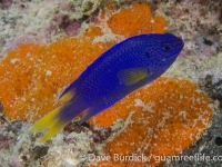 Pomacentrus pavo (dark blue)