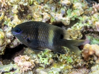 Stegastes albifasciatus