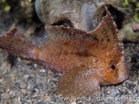 Ablabys macracanthus or taenianotus
