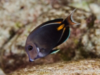 Acanthurus achilles x A. nigricans hybrid