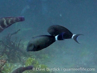 Acanthurus blochii