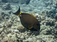 Acanthurus dussumieri (CNMI)