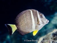 Acanthurus guttatus