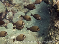 Acanthurus leucopareius (CNMI)