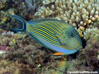 Acanthurus lineatus