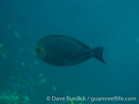 Acanthurus mata (Raja Ampat)