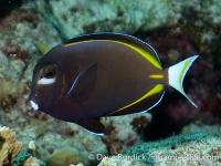 Acanthurus nigricans