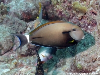 Acanthurus nigricauda