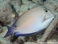 Acanthurus nigrofuscus