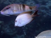 Acanthurus nigros