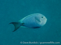 Acanthurus nubilis (Wakatobi)