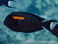 Acanthurus olivaceus