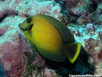 Acanthurus pyroferus