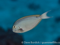 Acanthurus thompsoni