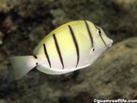 Acanthurus triostegus