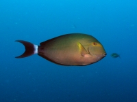 Acanthurus xanthopterus