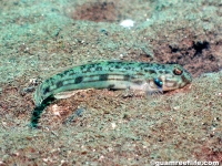 Acentrogobius suluensis