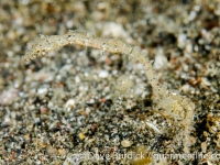Acentronura sp. A