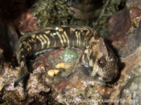 Alticus arnoldorum