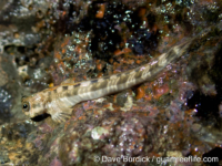 Alticus arnoldorum