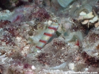 Amblyeleotris fasciata